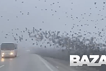 Baza: тысячи птиц стали причиной пробки на трассе в Краснодарском крае