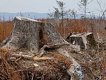 Для восстановления лесов нужна политическая воля