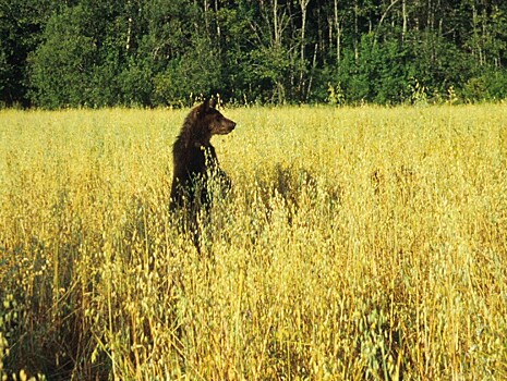 Центрально-Лесной государственный заповедник приглашает понаблюдать за медведями на овсяных полях