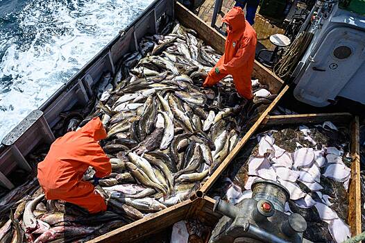 Последствия запрета на импорт российской рыбы оценили