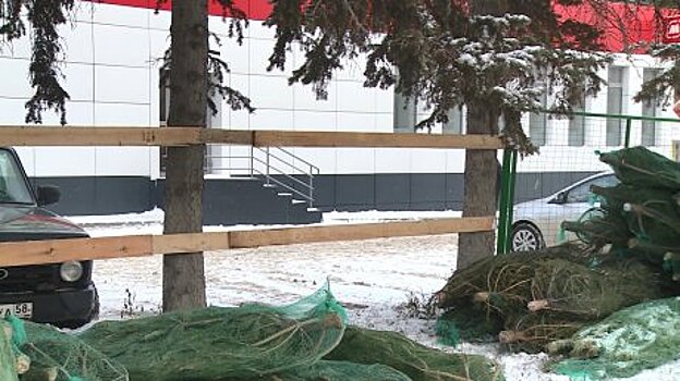 В Пензе елочный базар огородили, прибив доски к живым деревьям