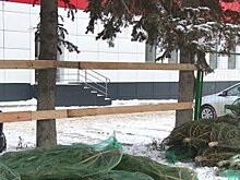 В Пензе елочный базар огородили, прибив доски к живым деревьям