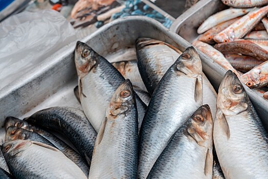 Правительство выделит 56 млн рублей на развитие рыбной отрасли Кубани