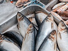 Правительство выделит 56 млн рублей на развитие рыбной отрасли Кубани