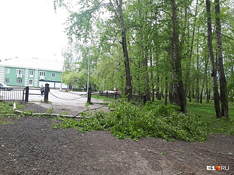 На Урале молодая мама, которой рухнувший тополь сломал позвоночник, год судится с владельцами парка