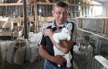 Курганские фермеры успешно разводят кроликов и перепелов