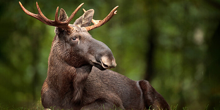 Лосей по осени считают: в Челябинской области следят за популяцией диких животных