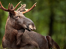 Лосей по осени считают: в Челябинской области следят за популяцией диких животных