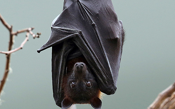 У российских летучих мышей обнаружили новый опасный для людей коронавирус