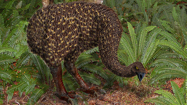 Ученые заглянули в кишечник гигантских древних страусов