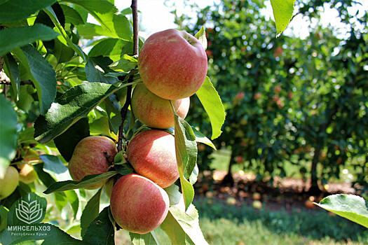 Крымские аграрии собрали более 200 тонн яблок