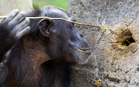 Новые места обитания заставили шимпанзе развиваться