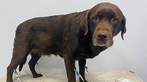 На Ямале животных будут обследовать с помощью рентгенов, аппаратов УЗИ и ЭКГ