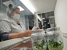 В Крыму создают уникальный безвирусный питомник растений