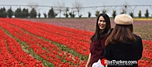 Тюльпановые поля в Конье привлекают иностранных туристов