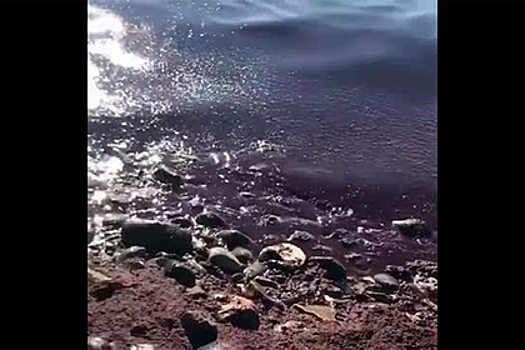 Ставшее красным Черном море на российском курорте сняли на видео