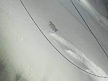 Домашний тигр сбежал во Владивостоке и попал на видео