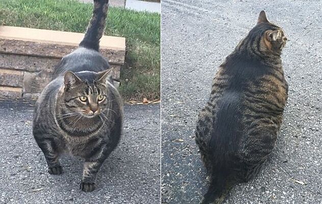 Огромный, мускулистый кот напугал жителей Монреаля - Рамблер/новости