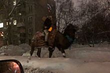 Парень на верблюде проехался по центру Новосибирска