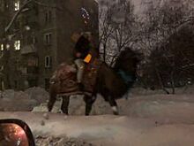 Парень на верблюде проехался по центру Новосибирска