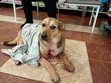 Полиция Магнитогорска ищет живодера, который в упор расстрелял собак