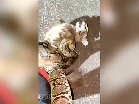 Житель Сингапура спас кошку от питона и извинился перед ним