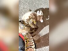 Житель Сингапура спас кошку от питона и извинился перед ним