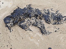 На анапские пляжи снова выбросило мазут