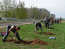 Новая ореховая аллея появилась в Московской области