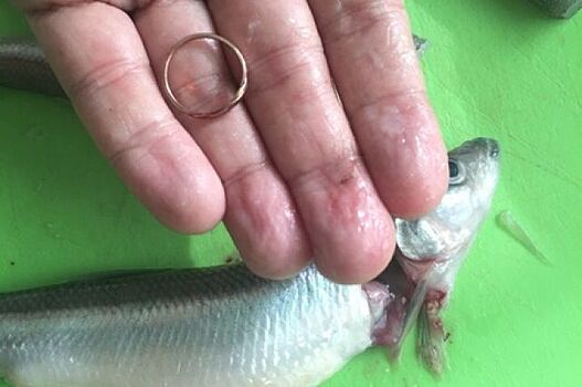 Рыбак из Петербурга нашел в корюшке золотое кольцо