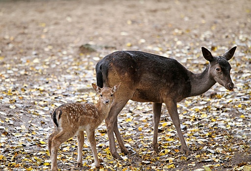 Гуанако, лань и капуцин появились на свет в нижегородском зоопарке «Лимпопо»