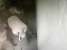 Россиянин подал в суд на МВД после видео с избиением до смерти брата в полиции