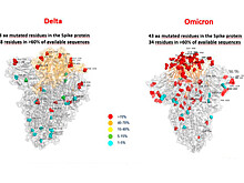 Иммунолог Болибок: заболевший "омикроном" не защищен от "дельты"