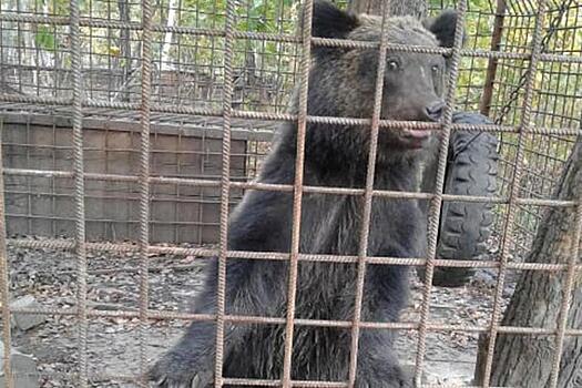 Медведица из зверинца беспокоит поселок в Хабаровском крае