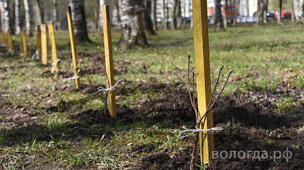 Порядка 2500 деревьев высадят в Вологде в этом году