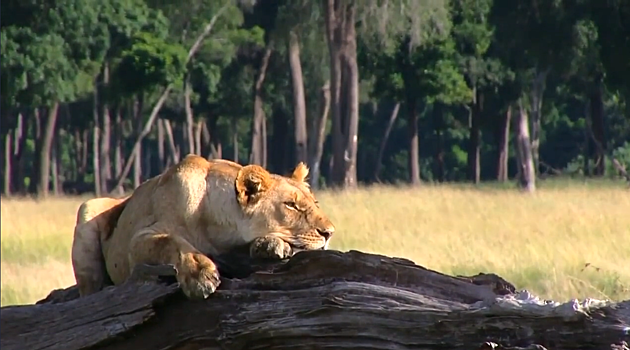 В Африке тихий час