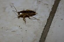 В барнаульской школе №133 ученики нашли тараканов в столовой