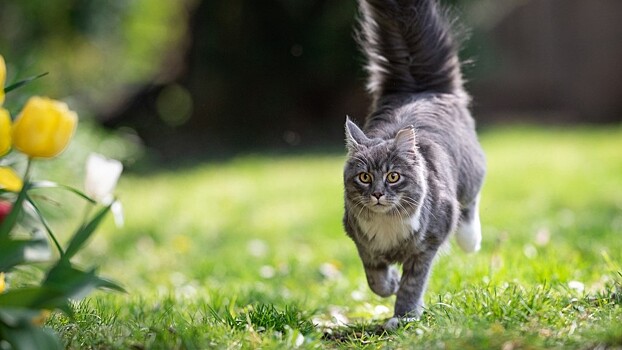Ветеринары назвали десять растений на улице, которые могут погубить кошку