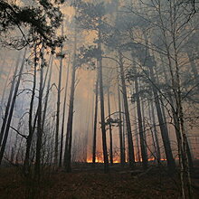 Украина в огне: почему в стране резко возросло количество пожаров