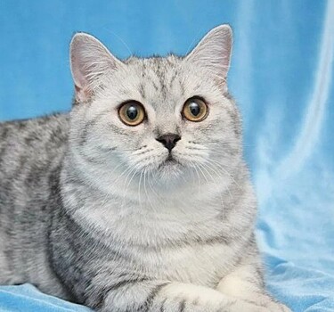 Шотландская короткошерстная кошка — описание породы и уход