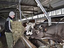Свердловские фермеры: законопроект о сбыте сельхозпродукции поможет агротуризму