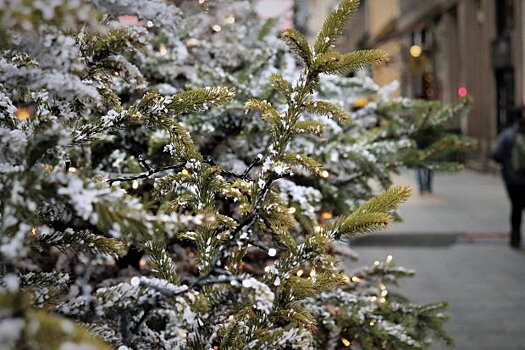 В рамках экологической акции в Подмосковье за месяц сдали 23,5 тыс. новогодних елок