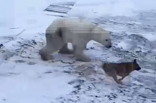 Белые медведи атаковали российскую метеорологическую станцию и попали на видео