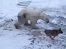 Белые медведи атаковали российскую метеорологическую станцию и попали на видео