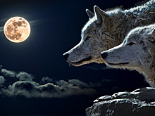 Волчье полнолуние: чего от него ждать и что нельзя делать на Суровую Луну
