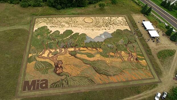 Картину Ван Гога воссоздали на поле 5000 кв. м