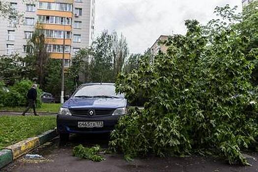 Выросло число раненых ураганом в Москве