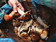 Грибникам Подмосковья рассказали о смертельно опасных лжеопятах