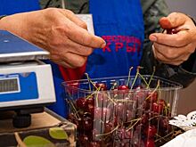 Сколько черешни планируют собрать в Крыму