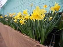 Волгоградский ботанический сад готовится встречать весну